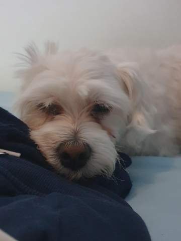 Mein Hund Hat Offnet Sein Auge Nicht Mehr Gesundheit Und Medizin Tiere Tierarzt Mein Hund Hat Offnet Sein Auge Nicht Mehr Gesundheit Und Medizin Tiere Tierarzt