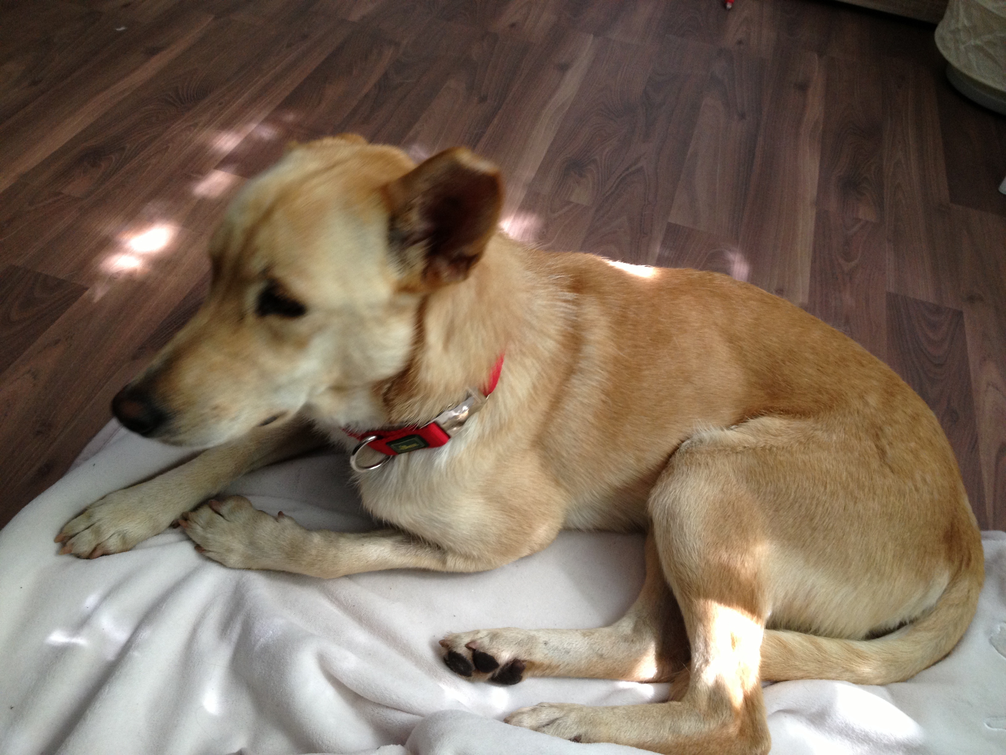 Mein Hund hat panische Angst vor anderen Hunden (auslandshund)