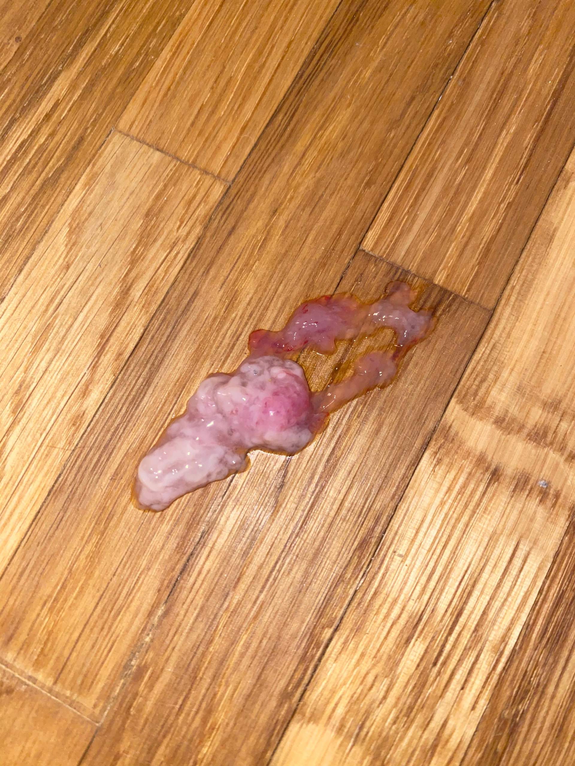 Mein Hund hat rötlichen Durchfall? (Tiere, schwanger, Hündin)