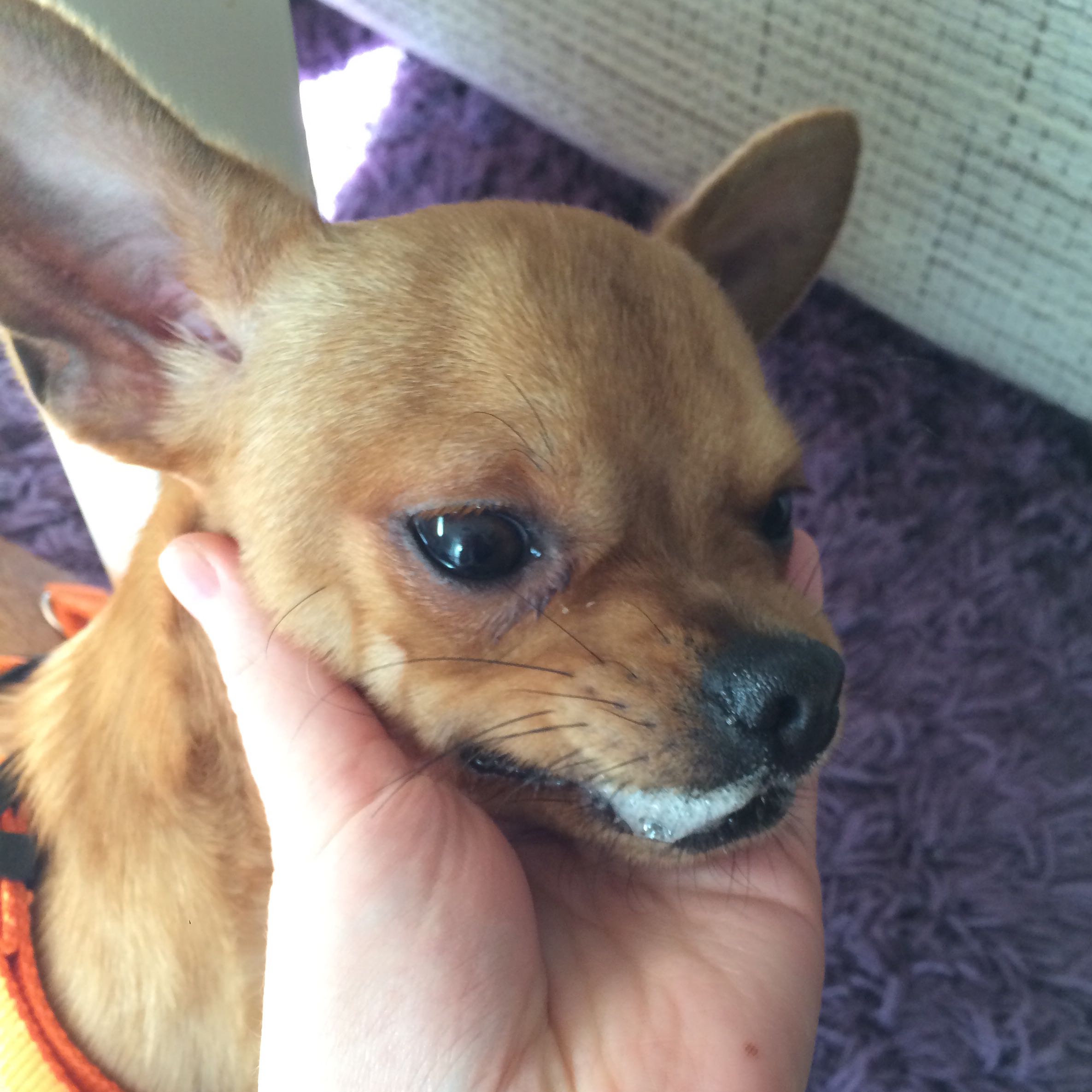 Mein Hund hat Schaum vor der Schnauze (Chihuahua)