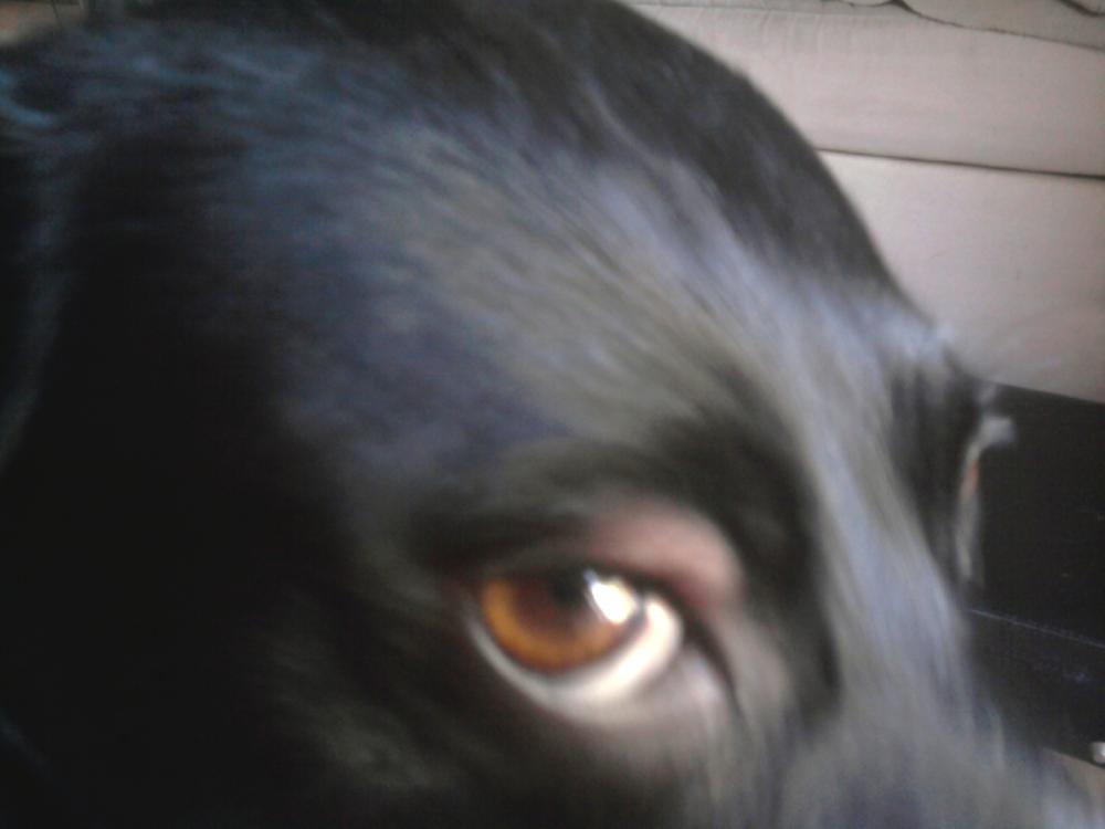 Mein Hund hat Schwellung am Auge. Kann jemand helfen? (Krankheit)