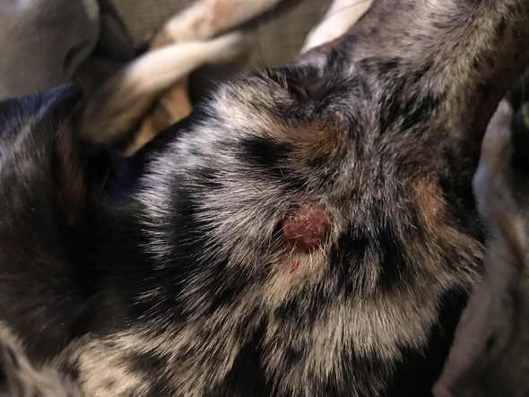 Mein Hund Hat Seit Ein Paar Wochen Dieses Komische Geschwur Am Kopf Konnte Mir Vielleicht Jemand Sagen Was Es Ist Tiere Beule Mein Hund Hat Seit Ein Paar Wochen Dieses Komische Geschwur Am Kopf Konnte Mir Vielleicht Jemand Sagen Was Es Ist Tiere Beule