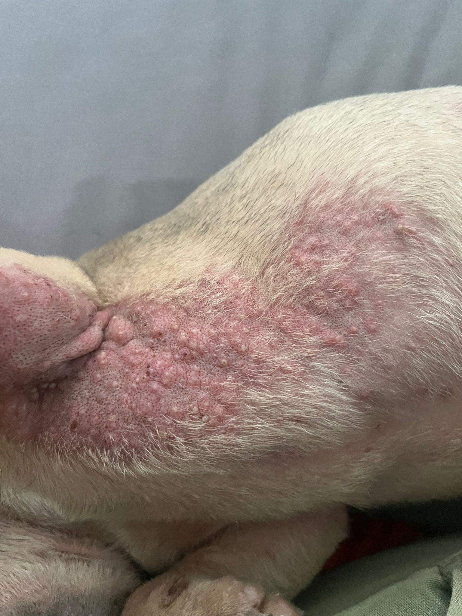 Ausschlag Am Bauch Und Schenkeln Beim Hund Mein Hund hat seit einiger Zeit Ausschlag am Bauch ich weiß nicht woher