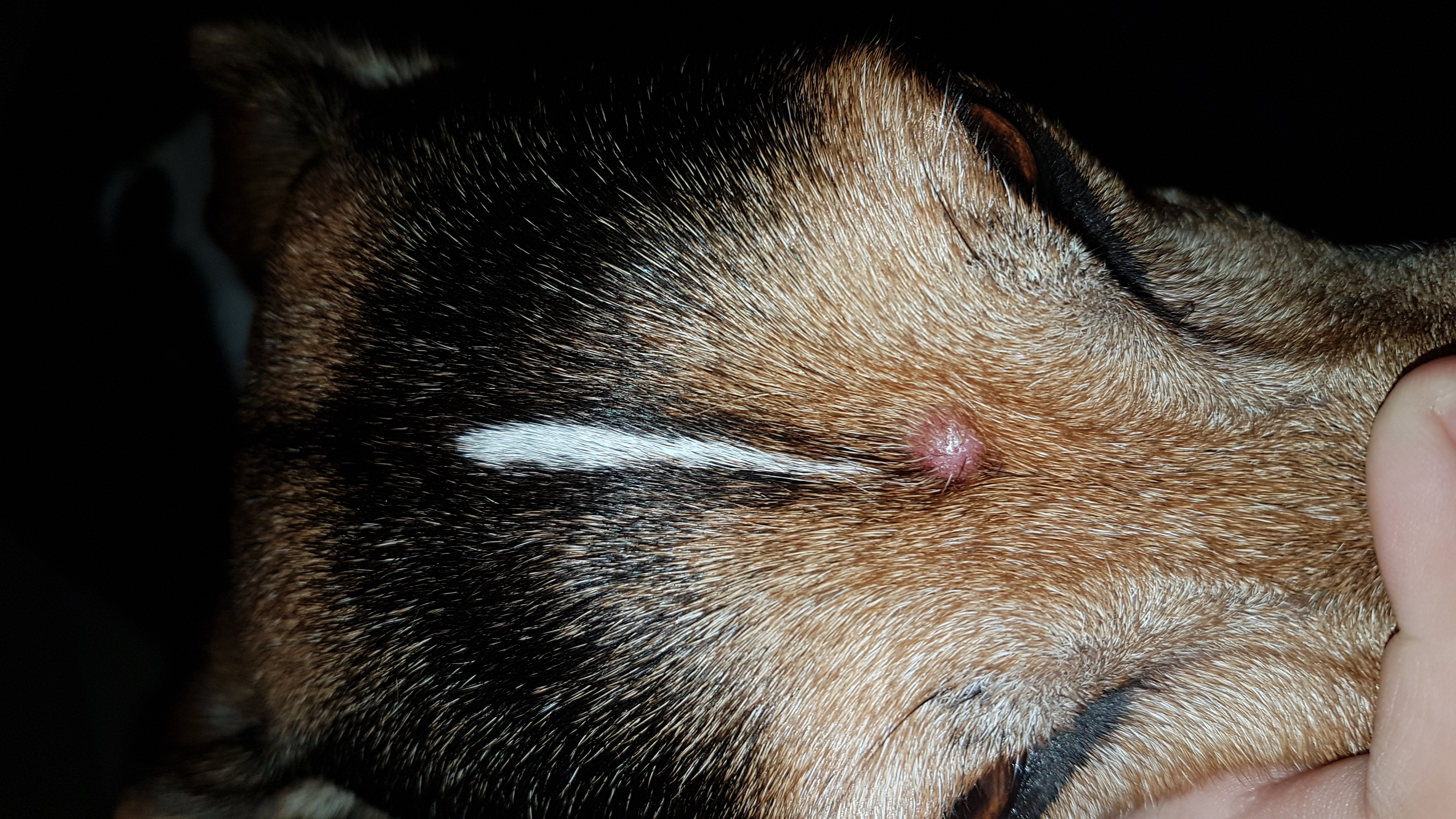 Mein Hund Ist Krank Was Kann Ich Tun / Mein Hund würgt immer wieder