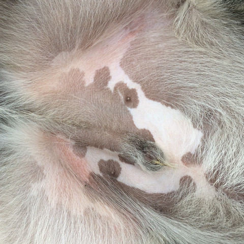 Mein Hund Hat Solche Roten Flecken Woran Kann Das Liegen Fell Rotung