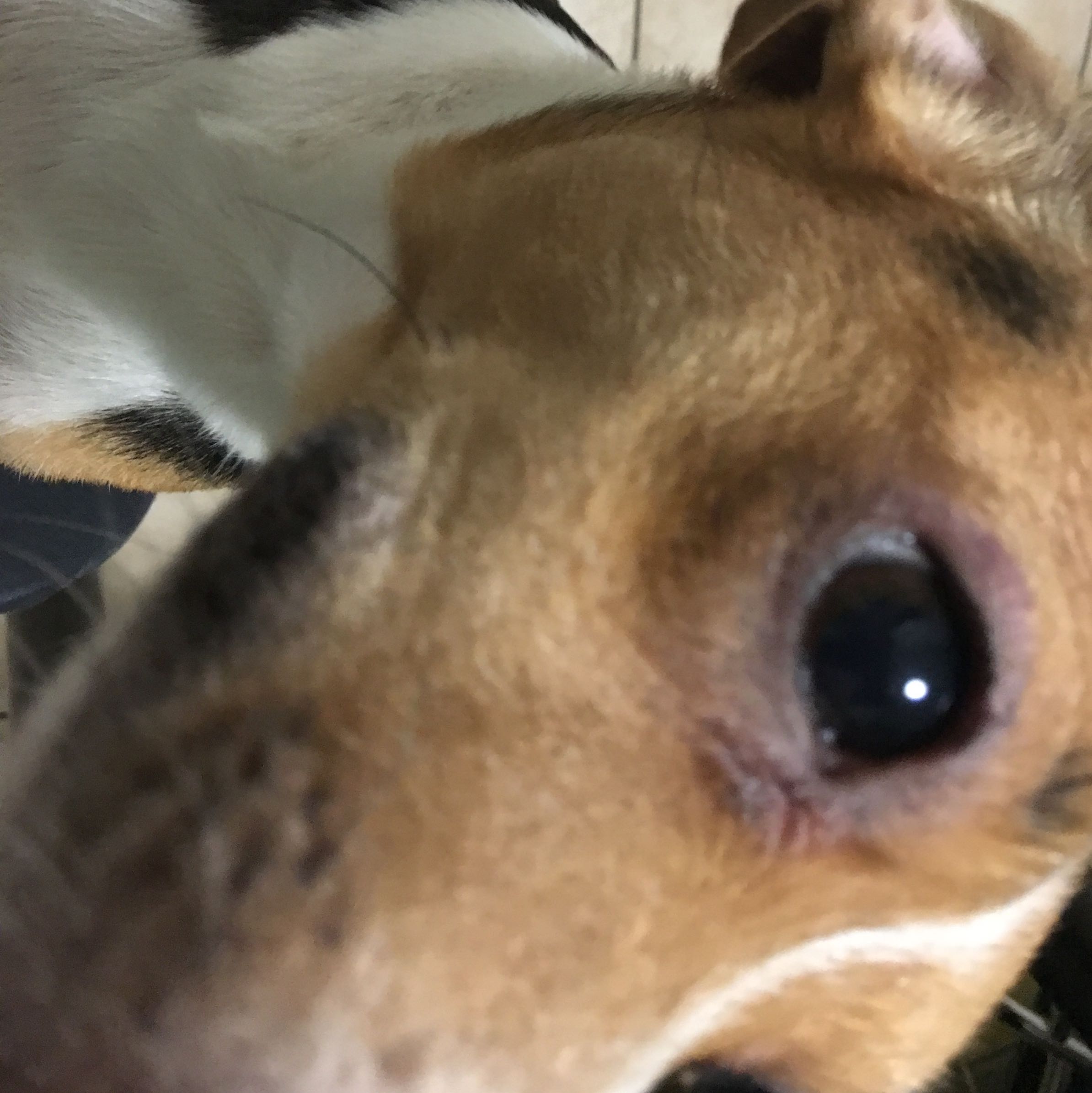 Mein Hund hat um dem Auge alles lila? (Gesundheit, Gesundheit und