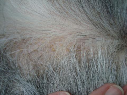 mein hund hat viele schuppen und einen gelblichen hautausschlag wer kann helfen siehe foto tiere