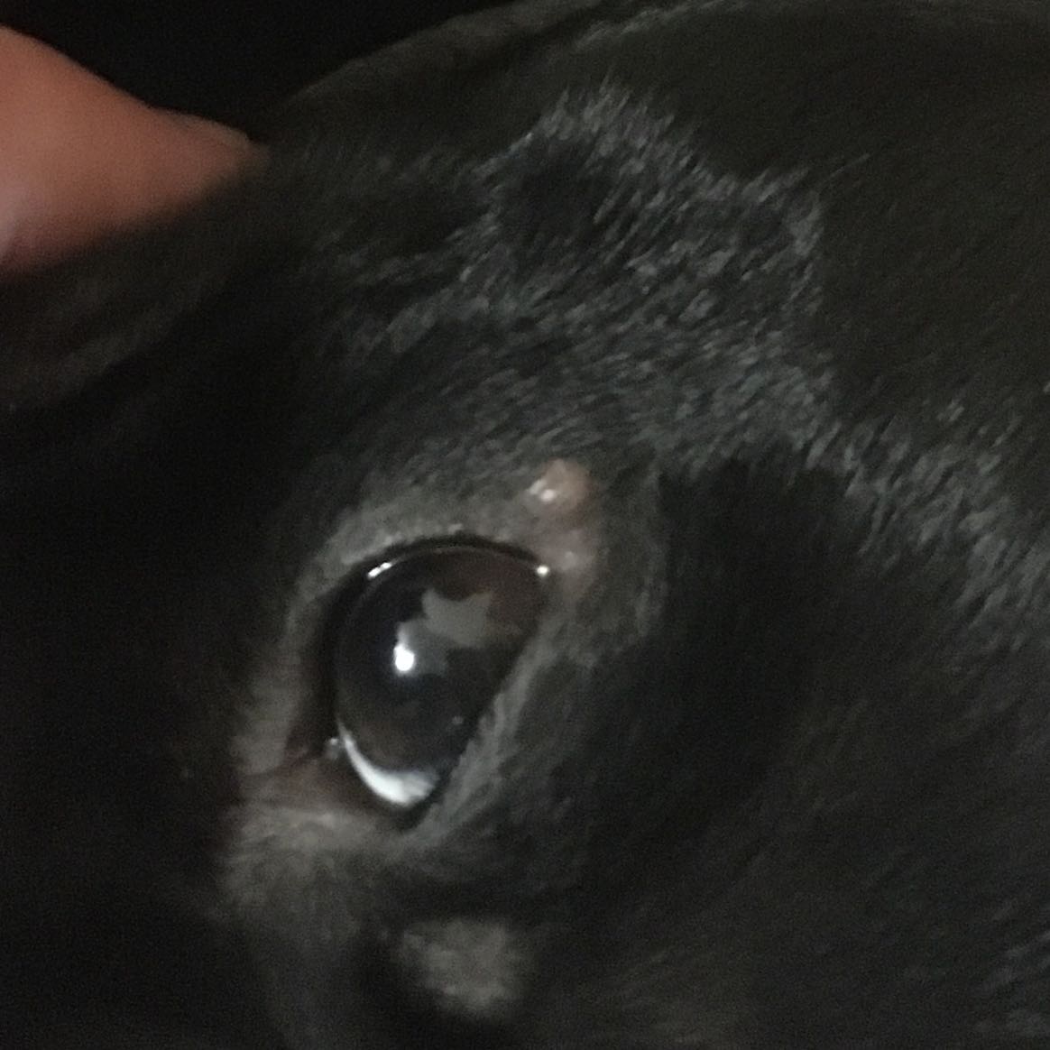 Mein Hund hat was am Auge was ist das? (Tierarzt, Entzündung)