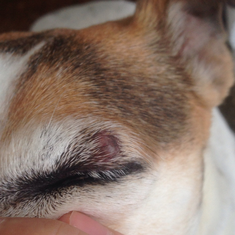 Mein Hund hat was über dem Augenlid! (Krankheit, Augen)