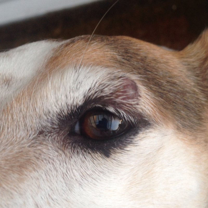 Mein Hund hat was über dem Augenlid! (Krankheit, Augen)