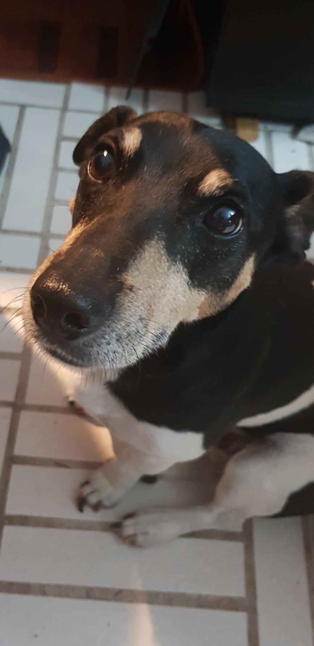 mein hund hatte einen krampfanfall liebe angst tot
