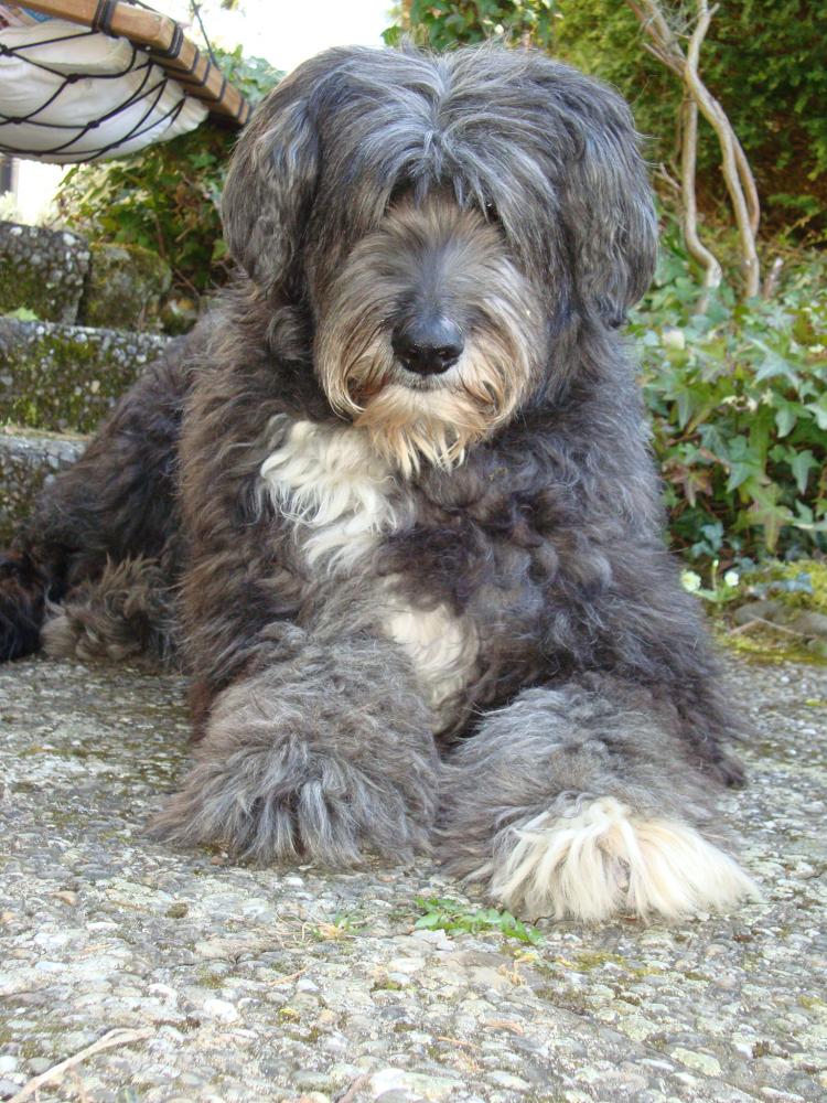 Mein Hund humpelt, fühle mich vom Tierarzt falsch behandeltbzw. der
