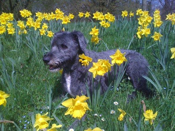 Mein Hund Humpelt Fuhle Mich Vom Tierarzt Falsch Behandelt Bzw Der Hund Tierarzt Wechseln