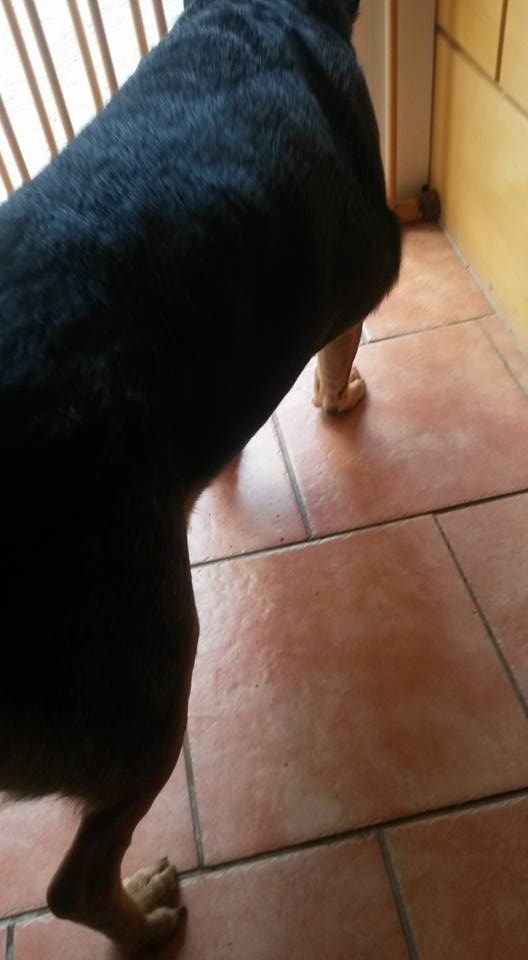 Mein Hund ist erst 2 Jahre Jung und hat von heute auf starke