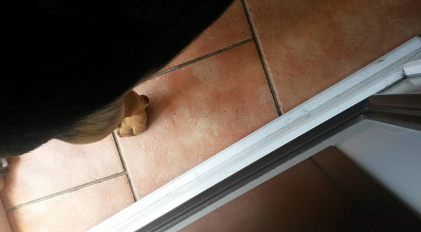 Mein Hund ist erst 2 Jahre Jung und hat von heute auf starke