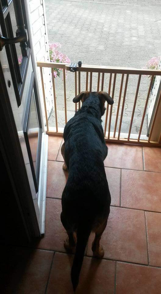 Mein Hund ist erst 2 Jahre Jung und hat von heute auf starke