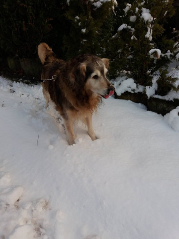 hund gestorben trost