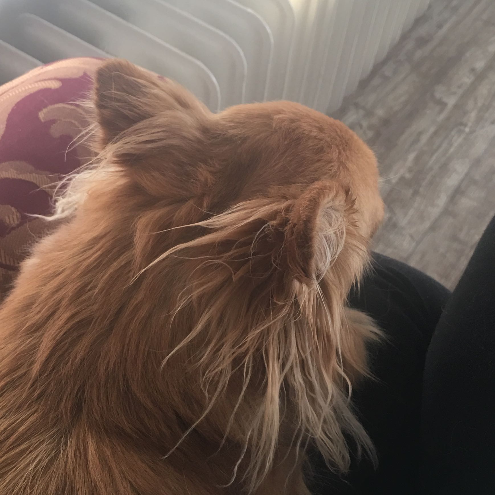 Mein Hund ist heute aufeinmal sehr anhänglich was bedeutet das