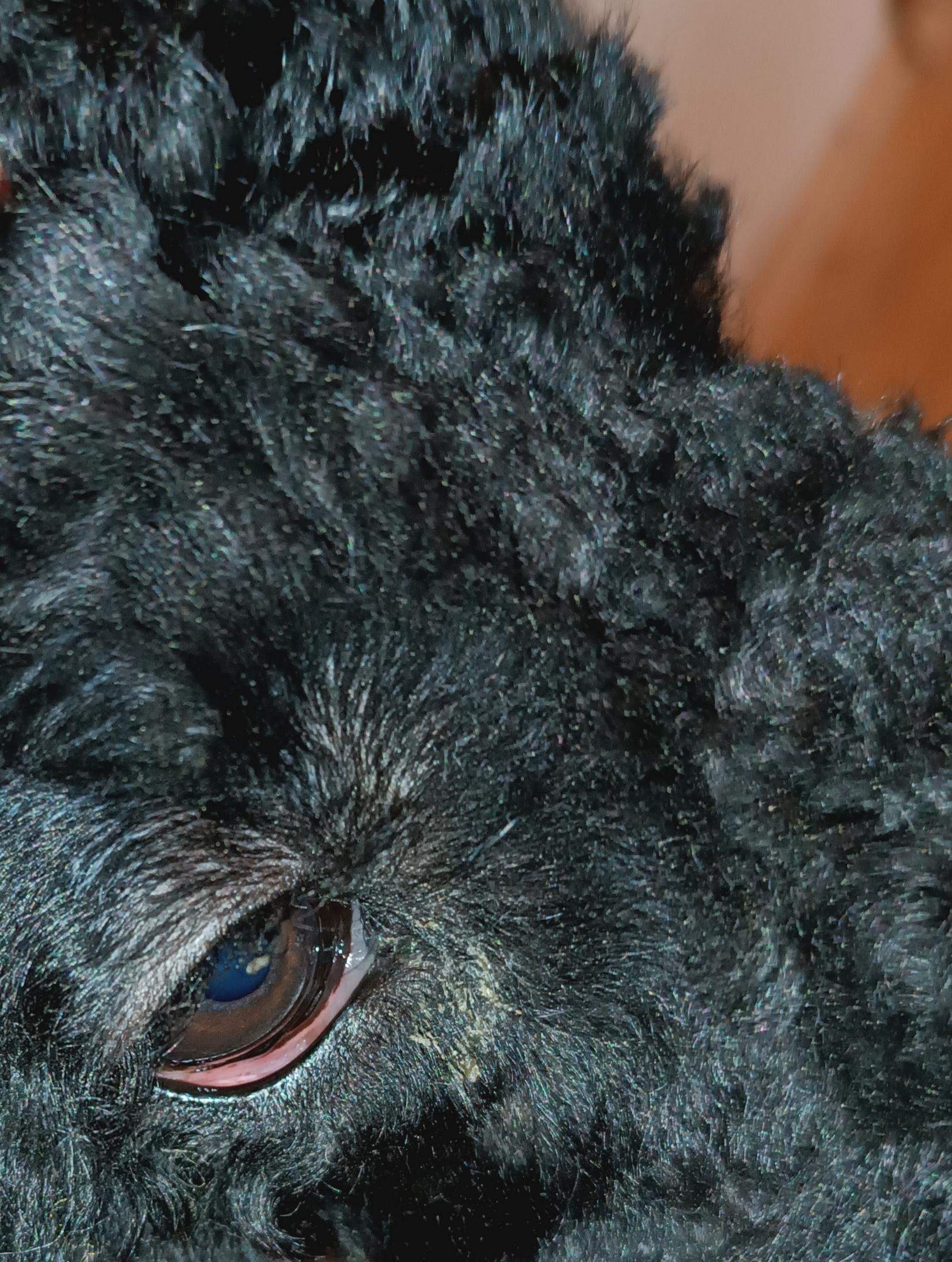 Hund Hat Rote Augen Und Ist Schlapp Mein Hund (Königspudel hat schon seit 9 Monaten rote Augen unter den