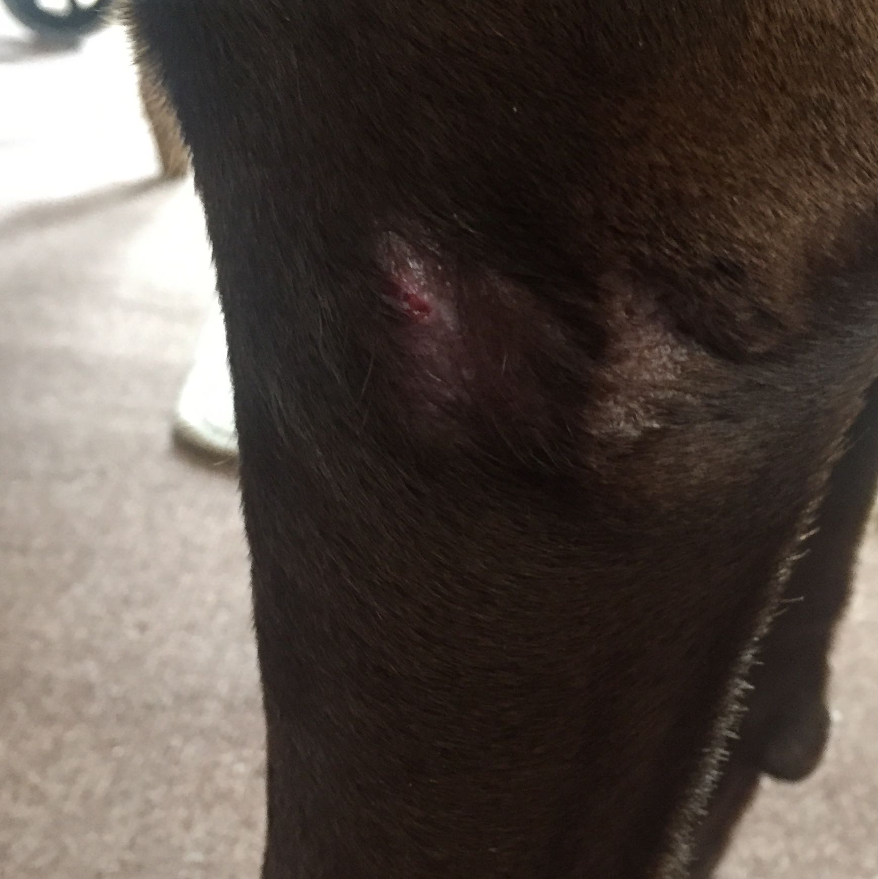 Warum lässt mein Hund den anderen Hund nicht in Ruhe? (Wunde)