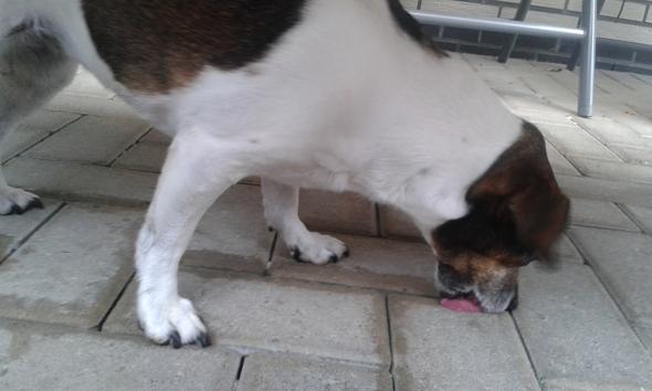 mein hund leckt immer die rander der pflastersteine meiner terrasse ab kennt jemand den grund tiere psyche verhaltensweisen