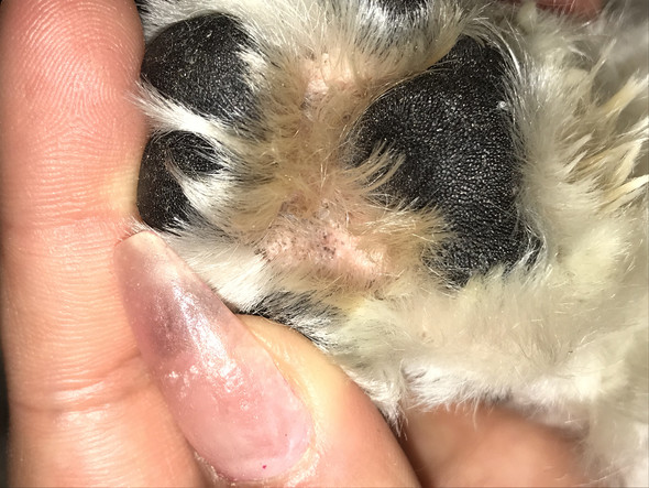 Mein Hund leckt sich andauernd?