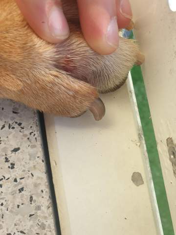 Mein Hund leckt sich dauernd den Fuß was ist das?
