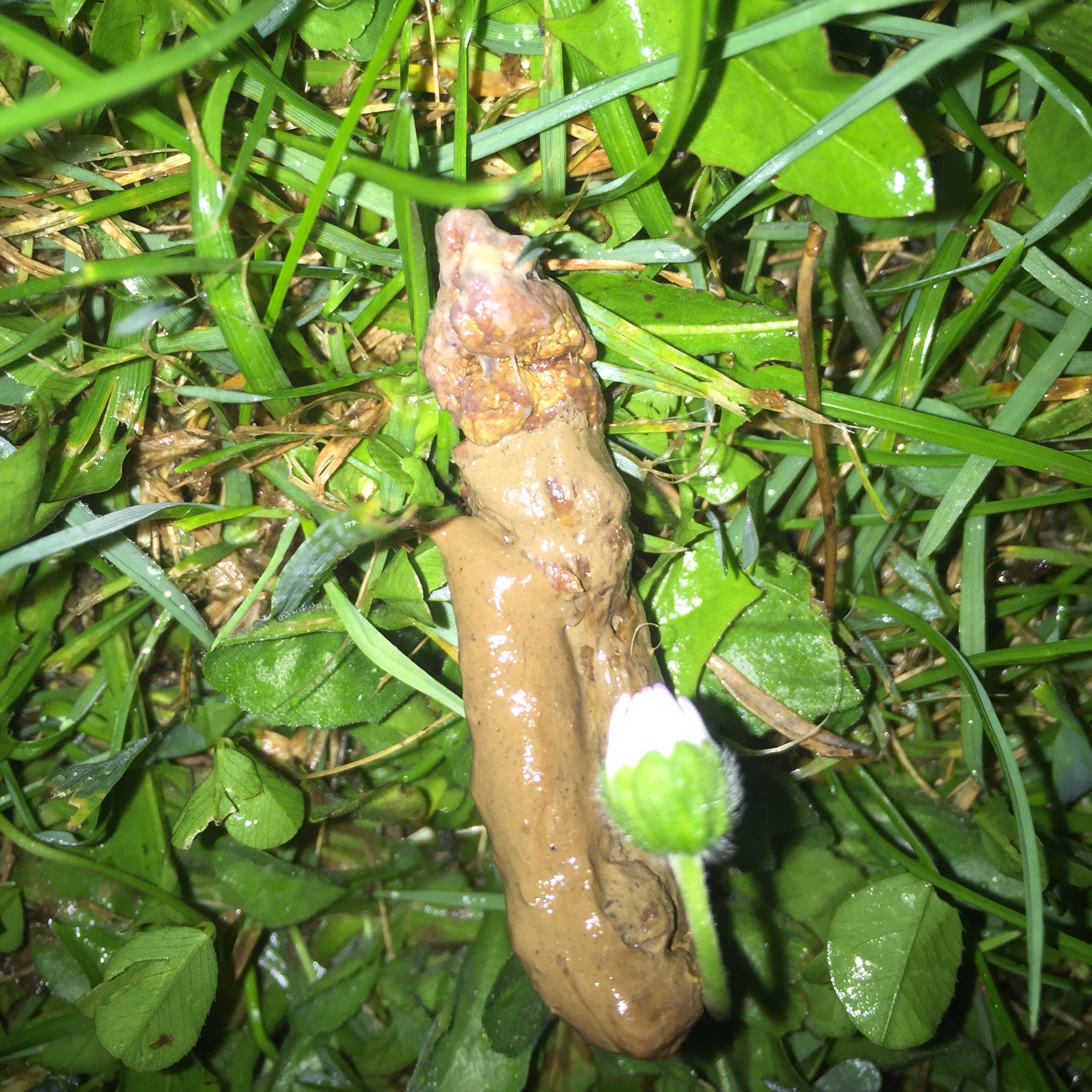Mein Hund reibt sich an den Boden und weint? (Würmer, Flöhe, Pekinese)