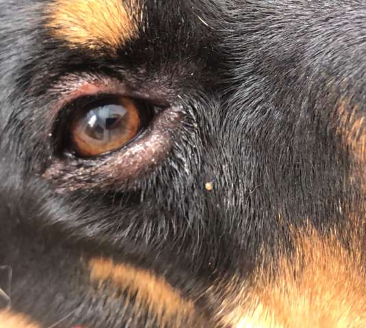Mein Hund sein Auge ist entzündet und er hat Kahle stellen im