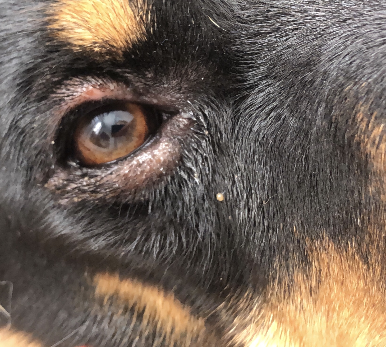 Mein Hund sein Auge ist entzündet und er hat Kahle stellen im