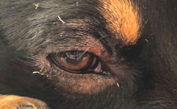 Mein Hund sein Auge ist entzündet und er hat Kahle stellen im