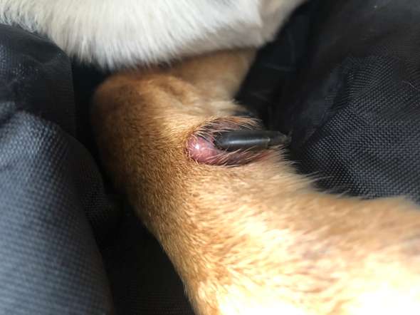 Mein Hund sein Auge ist entzündet und er hat Kahle stellen im