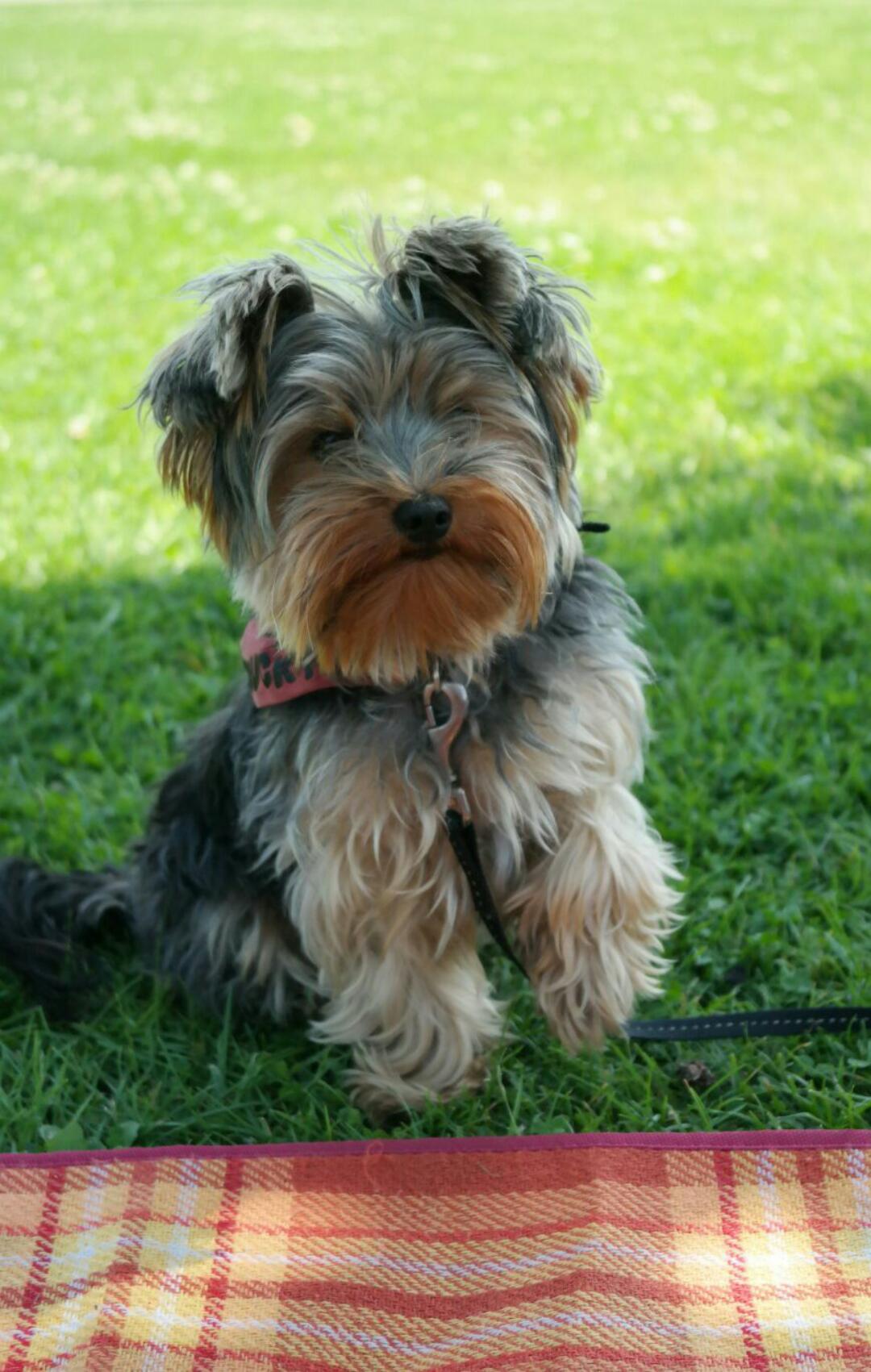 Cavaliermädchen Lifehacks für den Alltag mit Hund Werbung
Source: cavimami.de
Dabei hechelt sie dann und ist natürlich sehr aufgedreht. Er versteht weder ein nein. Euer hund springt euch nicht vor freude an, wenn ihr nach hause kommt, sagt hundetrainer rütter.
Cavaliermädchen Lifehacks für den Alltag mit Hund [Werbung
Source: www.bild.de
Geben sie sofort ein anderes bekanntes kommando wie beispielsweise. Er rennt hin und springt am besuch hoch. Er versteht weder ein nein.
![hund springt nicht mehr