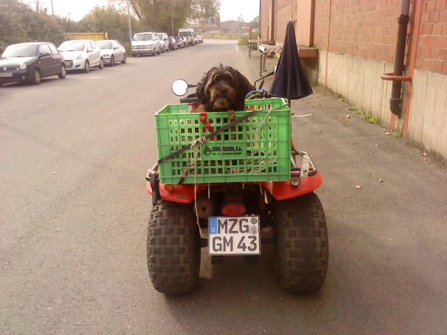 Mein Hund trinkt seit 3 Tagen kein Wasser! (Hundefutter)