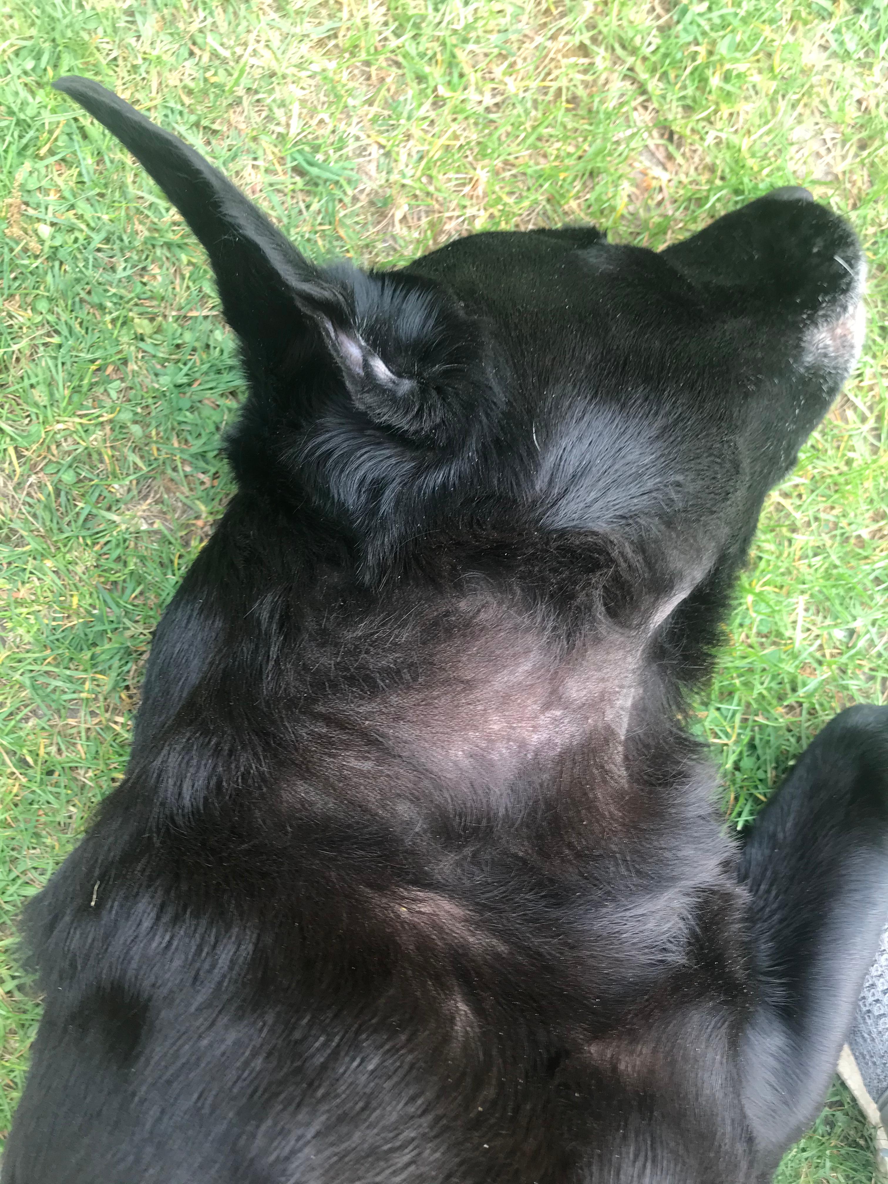 Mein Hund verliert sehr viel Fell? (Tiere, Haarausfall, Labrador)
