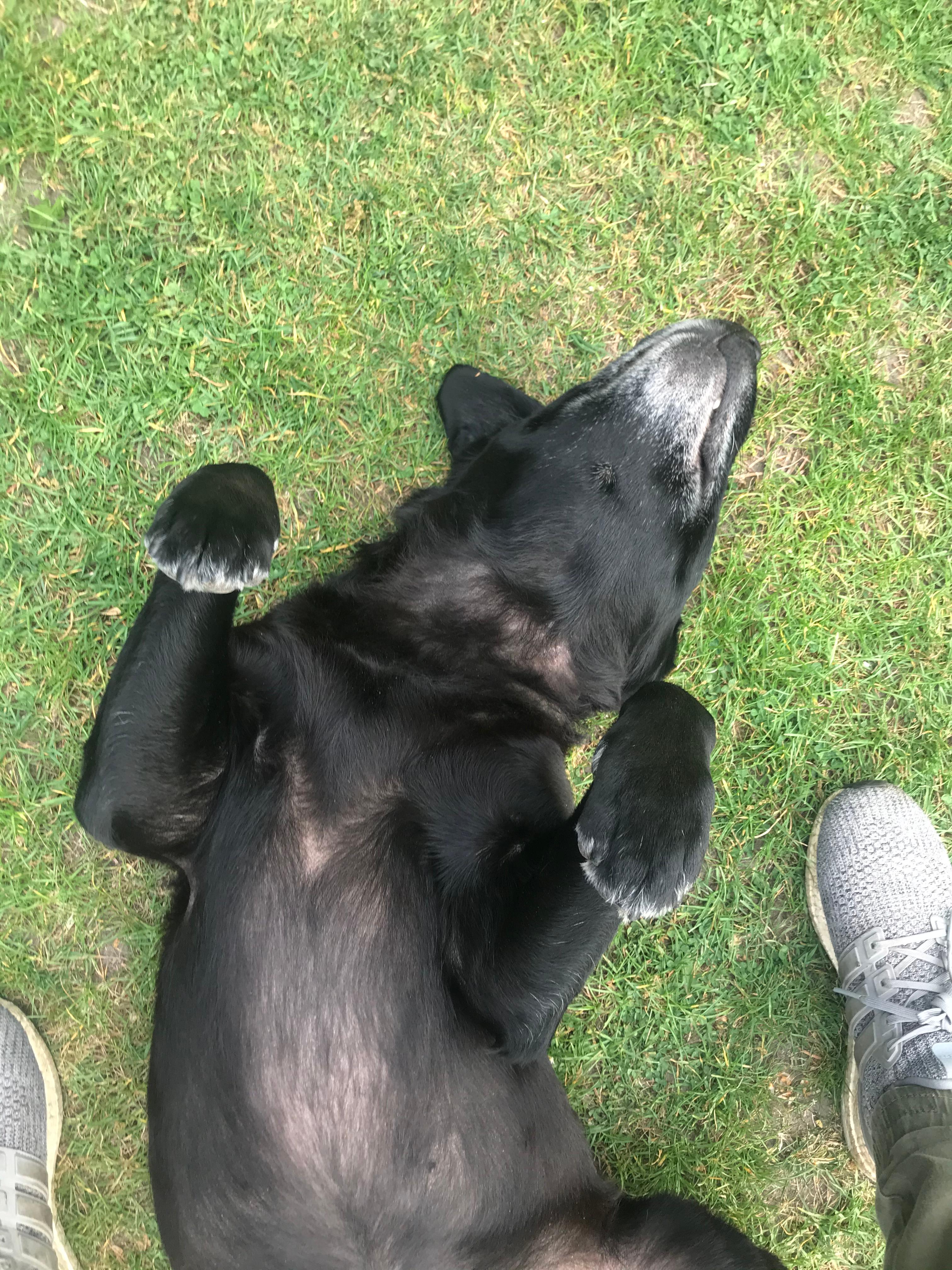 Mein Hund verliert sehr viel Fell? (Tiere, Haarausfall, Labrador)