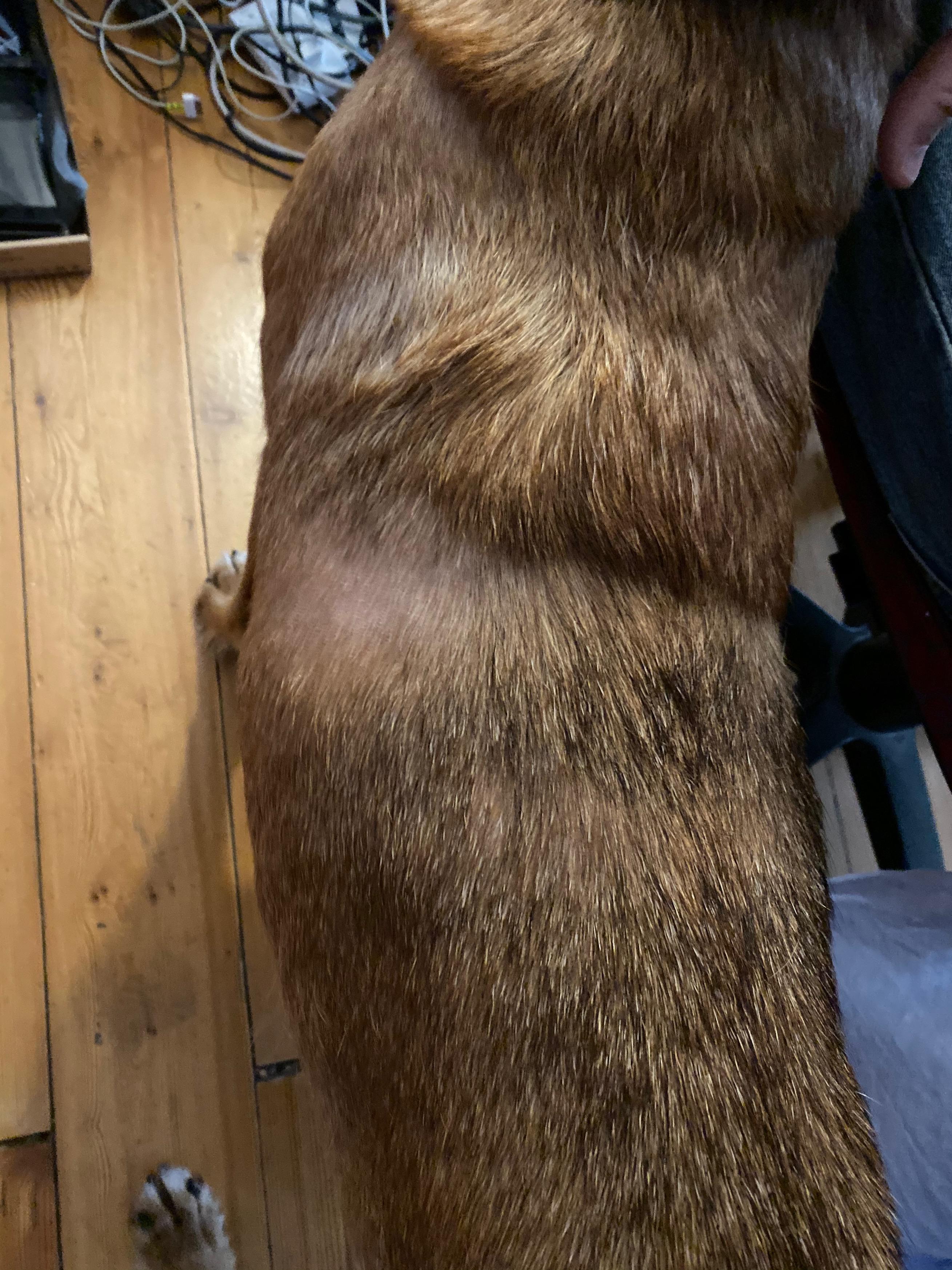Mein Hund wird "kahl" woran kann das liegen, was kann ich tun