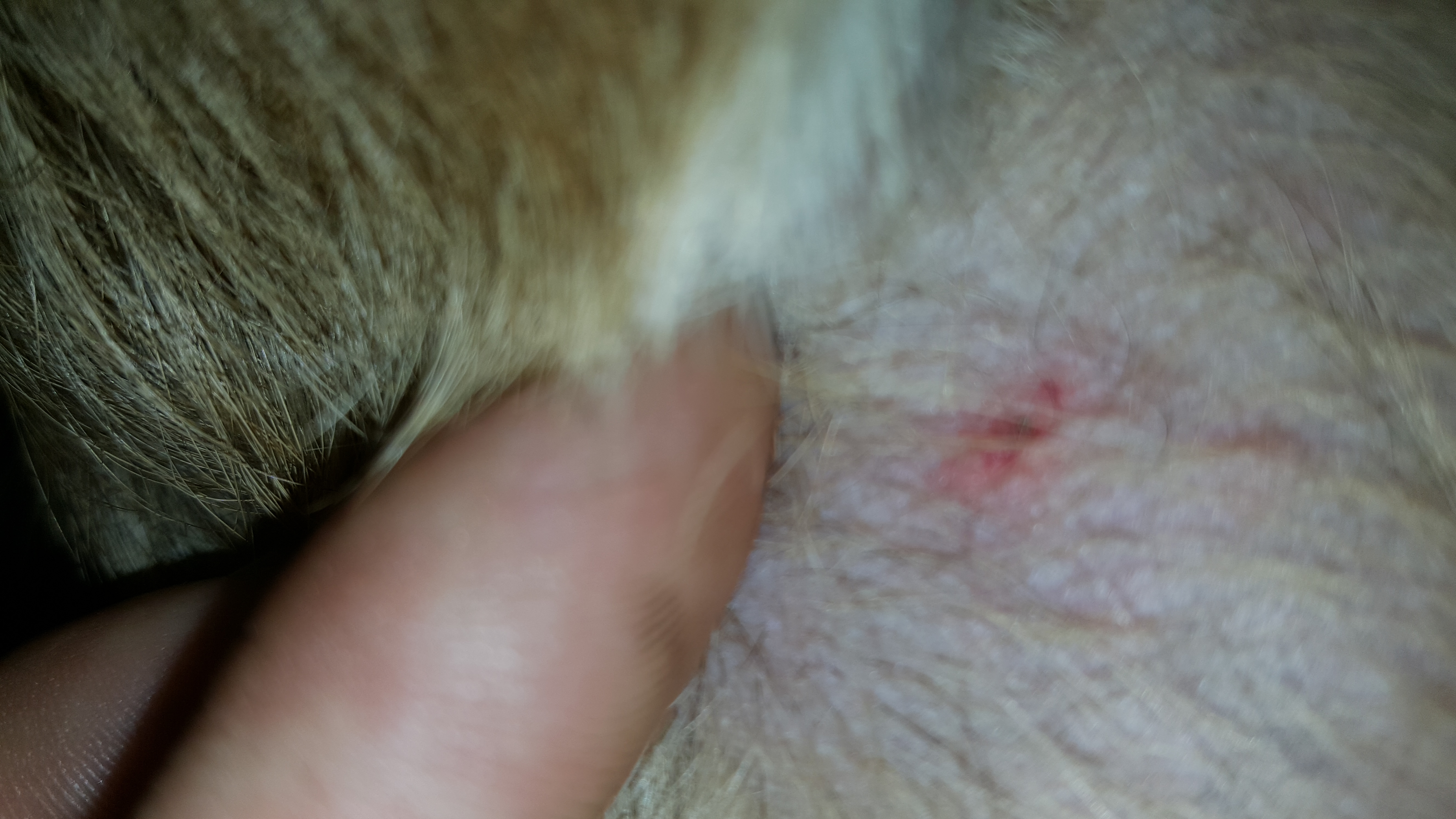 Mein Hund wurde von einer Zecke gebissen aber ich glaube der Kopf