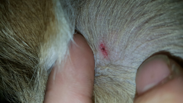 Mein Hund wurde von einer Zecke gebissen aber ich glaube der Kopf