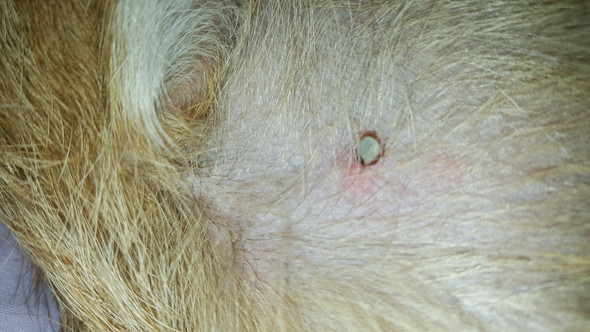Mein Hund Wurde Von Einer Zecke Gebissen Aber Ich Glaube Der Kopf Steckt Noch Siehe Fotos Kann Das Gefahrlich Werden Fur Den Hund Biss