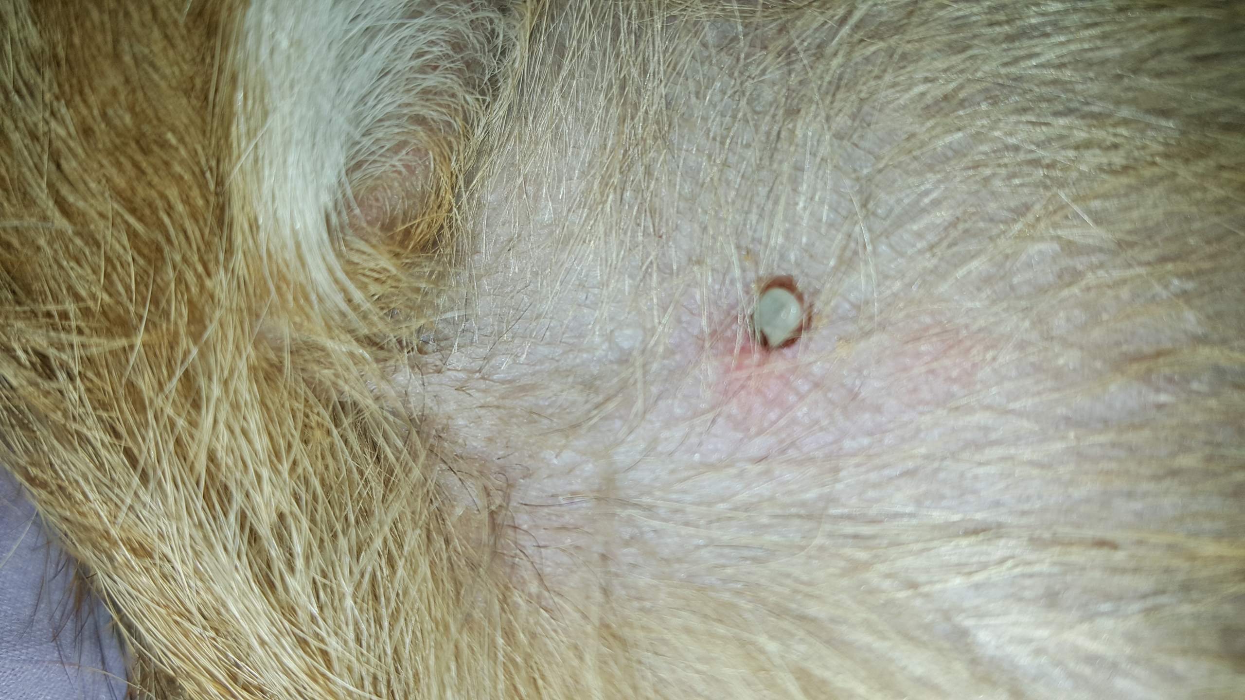 Mein Hund wurde von einer Zecke gebissen aber ich glaube der Kopf