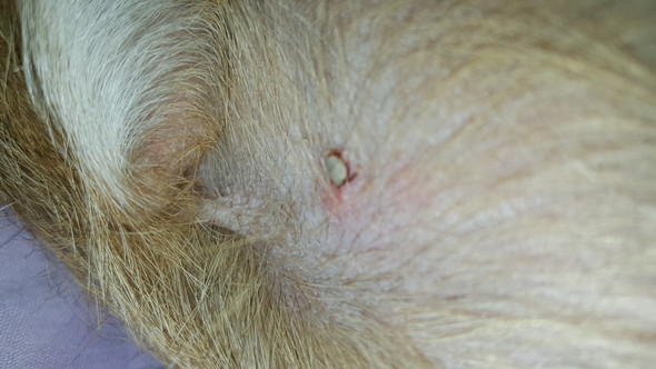 Mein Hund wurde von einer Zecke gebissen aber ich glaube der Kopf