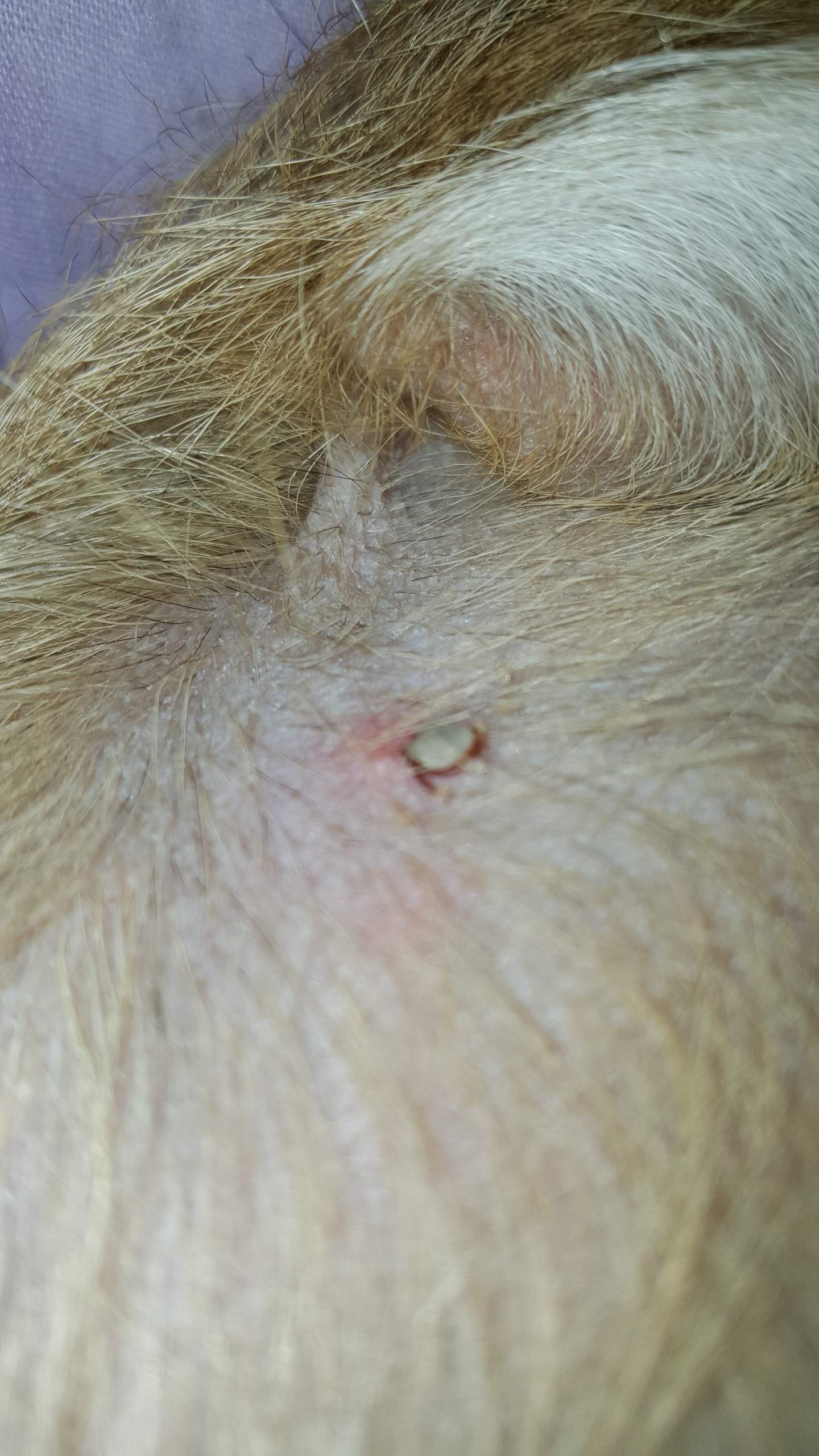 Mein Hund wurde von einer Zecke gebissen aber ich glaube der Kopf