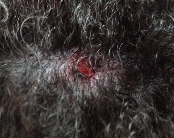 Mein Hunde wurde von einem anderen angegriffen ( (Hund, Wunde)