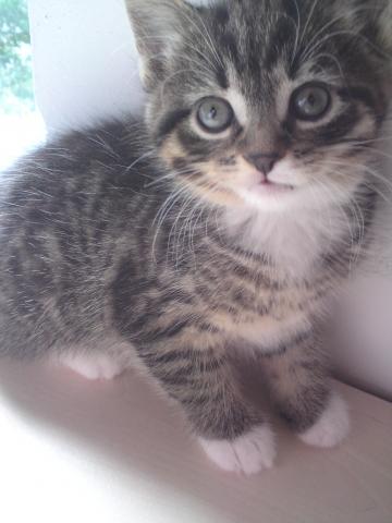 mein katzchen greift mich an angst katze