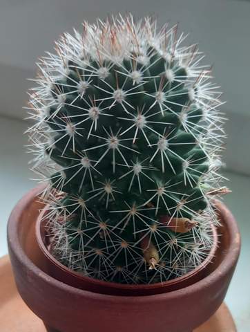 Mein kaktus bekommt arme?