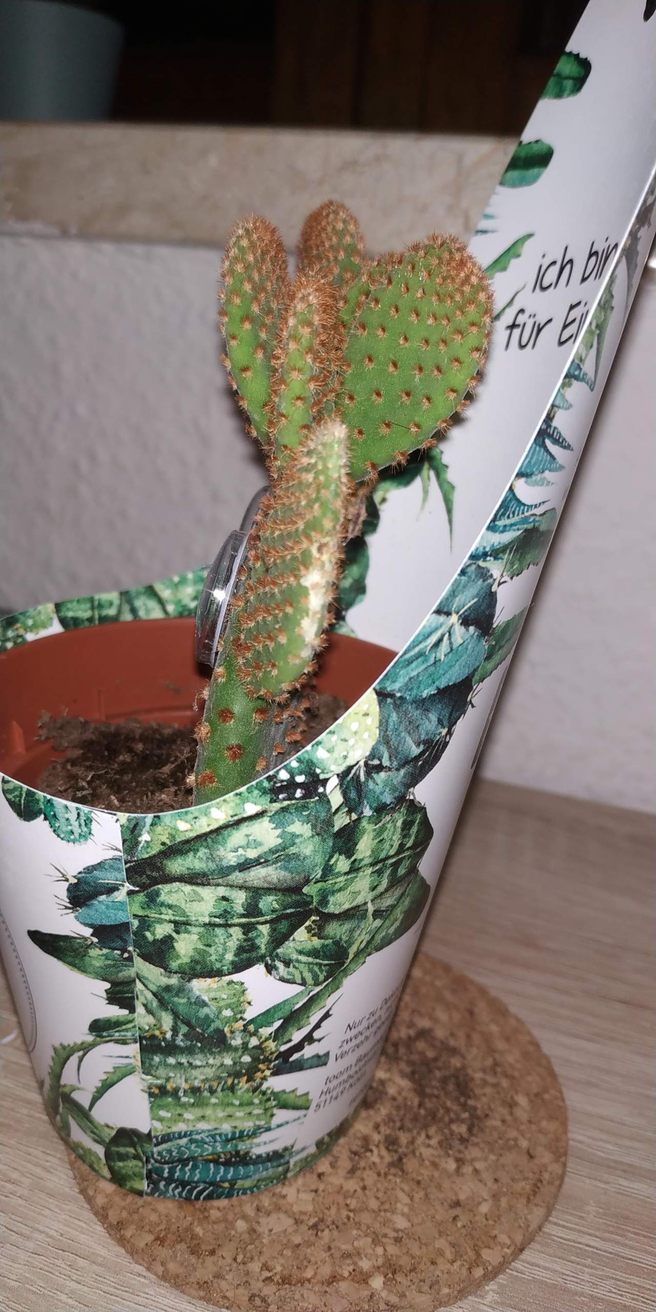 Mein Kaktus bekommt weien Fleck? (Krankheit, Pflanzen)