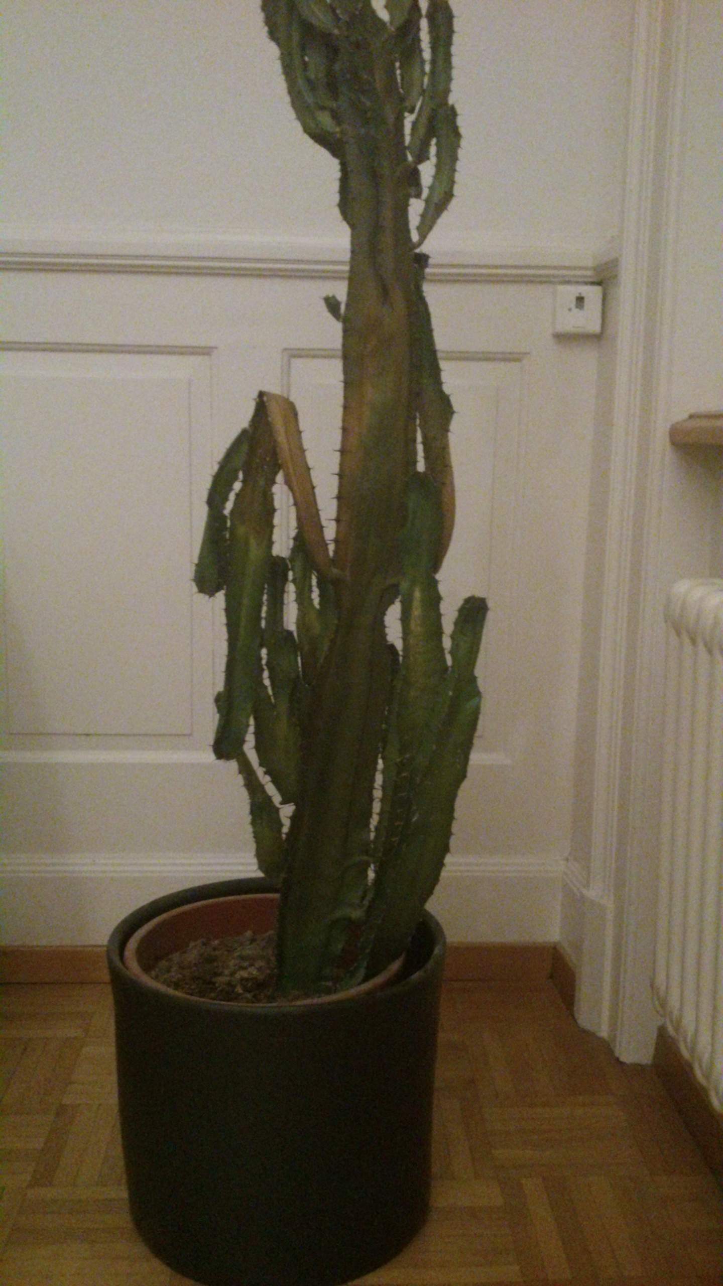 Mein Kaktus hat braune Flecken und ist am sterben. Was kann ich dagegen  tun? (Pflanzen, Pflanzenpflege, Zimmerpflanzen)
