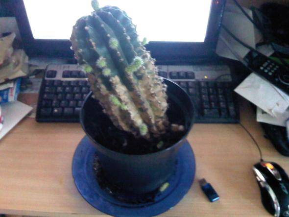Mein halb-kaputes kaktus - (Kaktus)