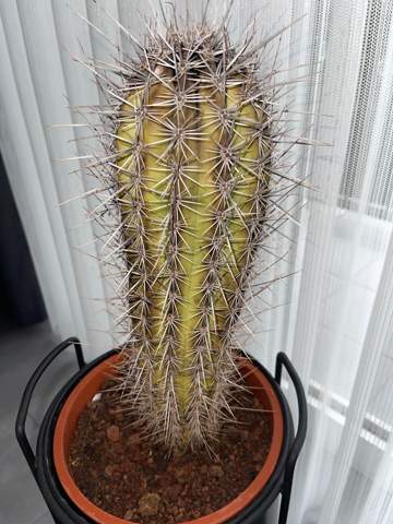 Mein Kaktus ist krank, sieht so aus(Foto). Was kann ich tun? Kann ich es noch retten?